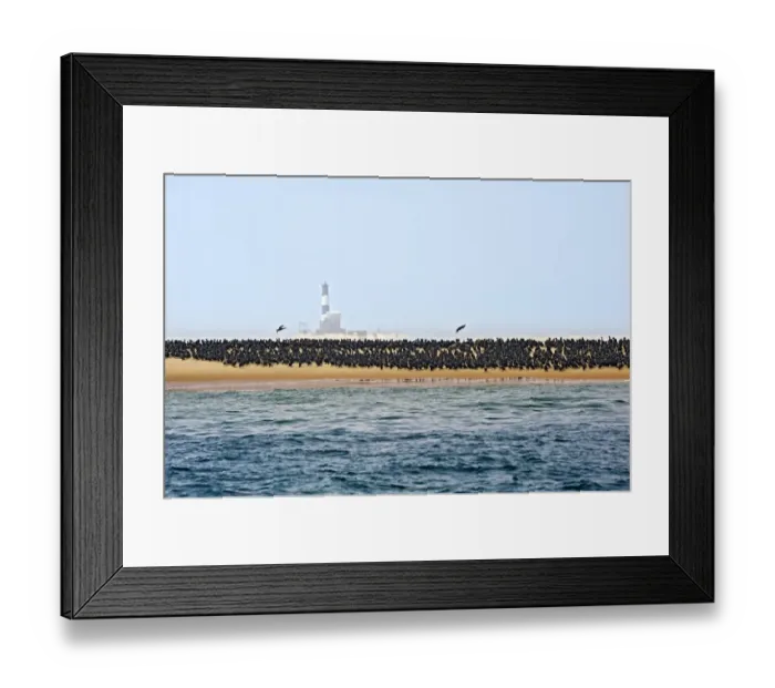 Framed Print : Common Cormorants -Phalacrocorax carbo- on a sand bank near Walvis Bay, Erongo Region, Namibia Framed Print : Common Cormorants -Phalacrocorax carbo- on a sand bank near Walvis Bay, Erongo Region, Namibia