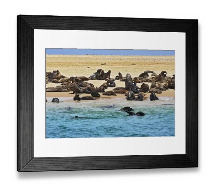 Framed Print : Cape Fur Seals or Brown Fur Seals -Arctocephalus pusillus- on a sand bank near Walvis Bay, Erongo Region, Namibia