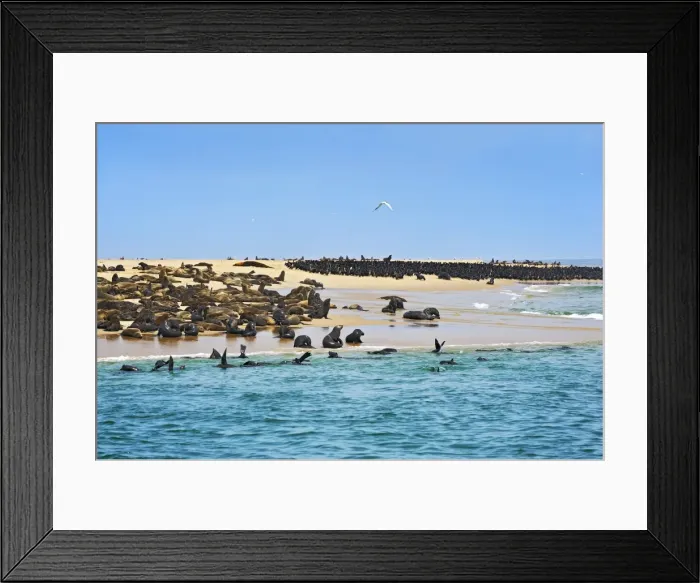 Framed Print : Cape Fur Seals or Brown Fur Seals -Arctocephalus pusillus- and Common Cormorants -Phalacrocorax carbo- on a sand bank near Walvis Bay, Erongo Region, Namibia Framed Print : Cape Fur Seals or Brown Fur Seals -Arctocephalus pusillus- and Common Cormorants -Phalacrocorax carbo- on a sand bank near Walvis Bay, Erongo Region, Namibia