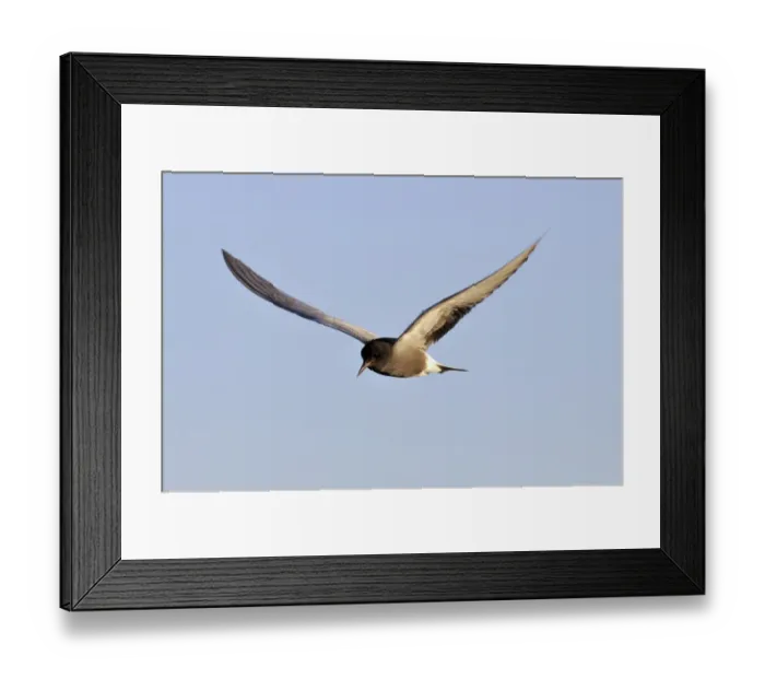 Framed Print : Flying Black tern -Chlidonias niger-, Gelderland, The Netherlands Framed Print : Flying Black tern -Chlidonias niger-, Gelderland, The Netherlands