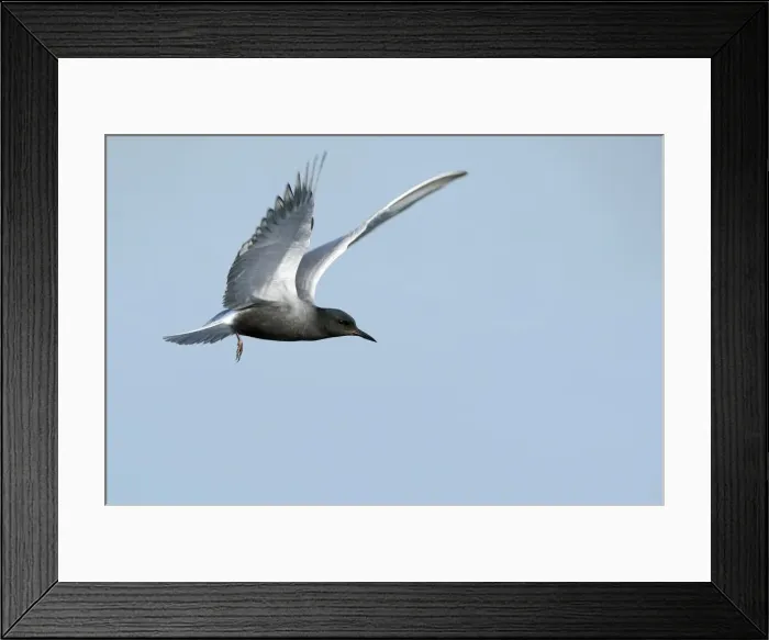 Framed Print : Flying Black tern -Chlidonias niger-, Gelderland, The Netherlands