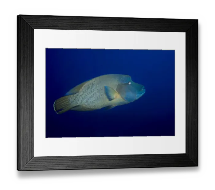 Framed Print : Humphead wrasse -Cheilinus undulatus-, Palau