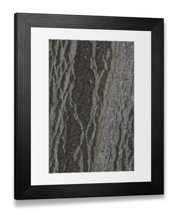 Framed Print : Beech bark -Fagus sylvatica-, Germany Framed Print : Beech bark -Fagus sylvatica-, Germany