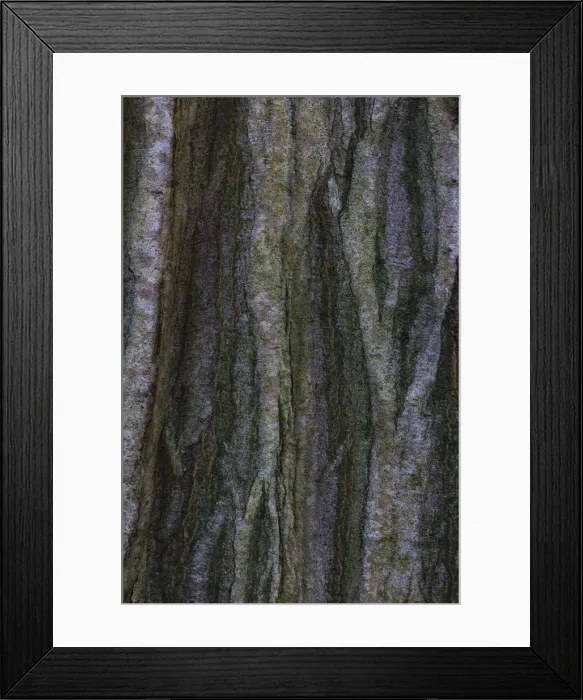 Framed Print : Copper Beech or Purple Beech -Fagus sylvatica f. Purpurea-, bark, Germany Framed Print : Copper Beech or Purple Beech -Fagus sylvatica f. Purpurea-, bark, Germany