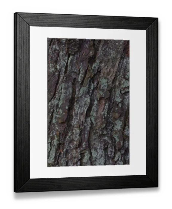 Framed Print : Lichen on tree bark, Germany Framed Print : Lichen on tree bark, Germany