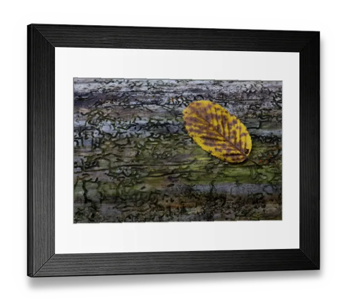 Framed Print : Beech leaf -Fagus sylvatica- on dead wood, Germany Framed Print : Beech leaf -Fagus sylvatica- on dead wood, Germany