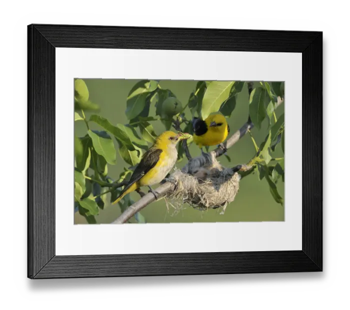 Framed Print : Golden Orioles -Oriolus oriolus-, male and female at the nest in a walnut tree, female holding grasshopper in beak as feed, Bulgaria Framed Print : Golden Orioles -Oriolus oriolus-, male and female at the nest in a walnut tree, female holding grasshopper in beak as feed, Bulgaria