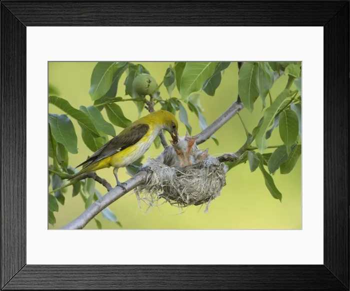 Framed Print : Golden Orioles -Oriolus oriolus-, adult female feeding chicks in the nest, in a walnut tree, Bulgaria Framed Print : Golden Orioles -Oriolus oriolus-, adult female feeding chicks in the nest, in a walnut tree, Bulgaria
