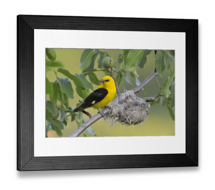 Framed Print : Golden Oriole -Oriolus oriolus-, adult male, watching over the nest, in a walnut tree, Bulgaria Framed Print : Golden Oriole -Oriolus oriolus-, adult male, watching over the nest, in a walnut tree, Bulgaria