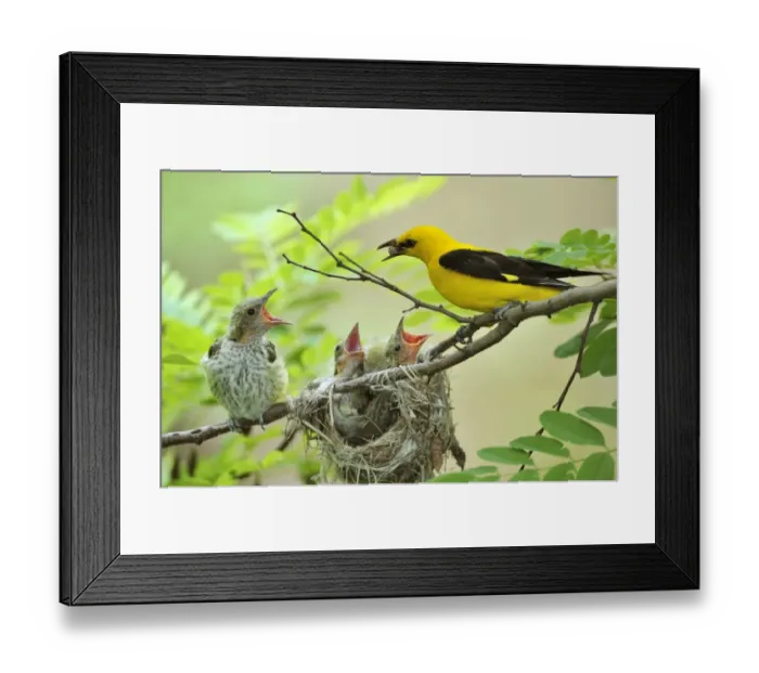 Framed Print : Golden Orioles -Oriolus oriolus-, young bird, chick, begging, adult male feeding the birds with a white mulberry, nest in an acacia tree, Bulgaria Framed Print : Golden Orioles -Oriolus oriolus-, young bird, chick, begging, adult male feeding the birds with a white mulberry, nest in an acacia tree, Bulgaria