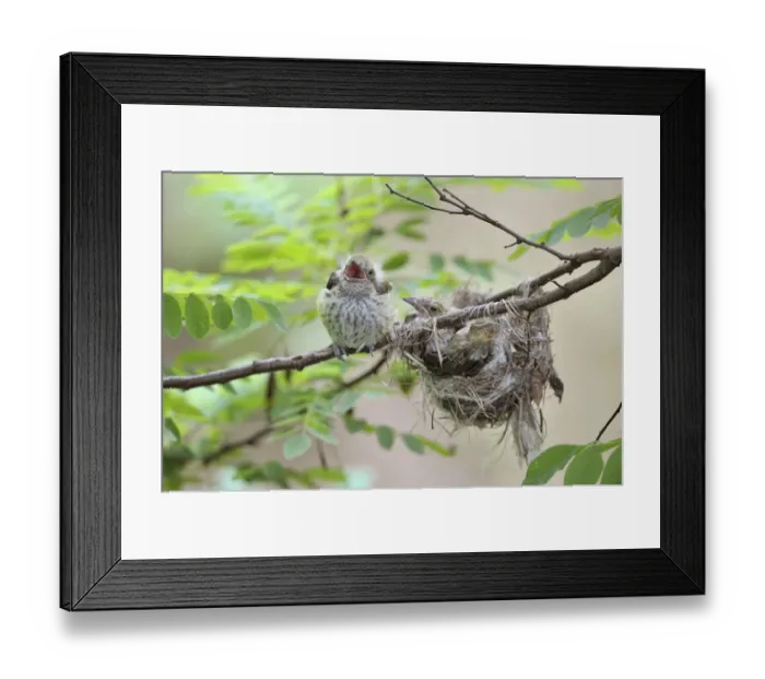 Framed Print : Golden Orioles -Oriolus oriolus-, young bird, chick, precocial bird, begging at the nest in an acacia tree, Bulgaria Framed Print : Golden Orioles -Oriolus oriolus-, young bird, chick, precocial bird, begging at the nest in an acacia tree, Bulgaria