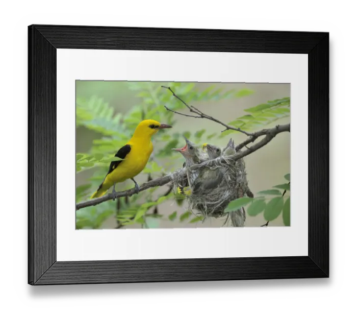 Framed Print : Golden Orioles -Oriolus oriolus-, adult male at the nest in an acacia tree, chick begging for food, Bulgaria Framed Print : Golden Orioles -Oriolus oriolus-, adult male at the nest in an acacia tree, chick begging for food, Bulgaria