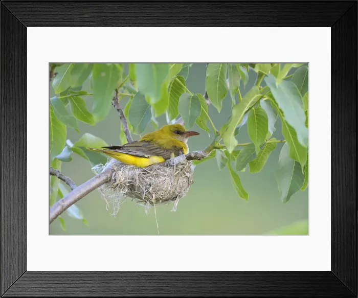 Framed Print : Golden Oriole -Oriolus oriolus-, adult female incubating eggs in the nest, in a walnut tree, Bulgaria Framed Print : Golden Oriole -Oriolus oriolus-, adult female incubating eggs in the nest, in a walnut tree, Bulgaria