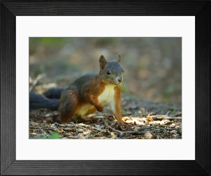 Framed Print : Red Squirrel -Sciurus vulgaris-, Canton of Graubunden, Switzerland
