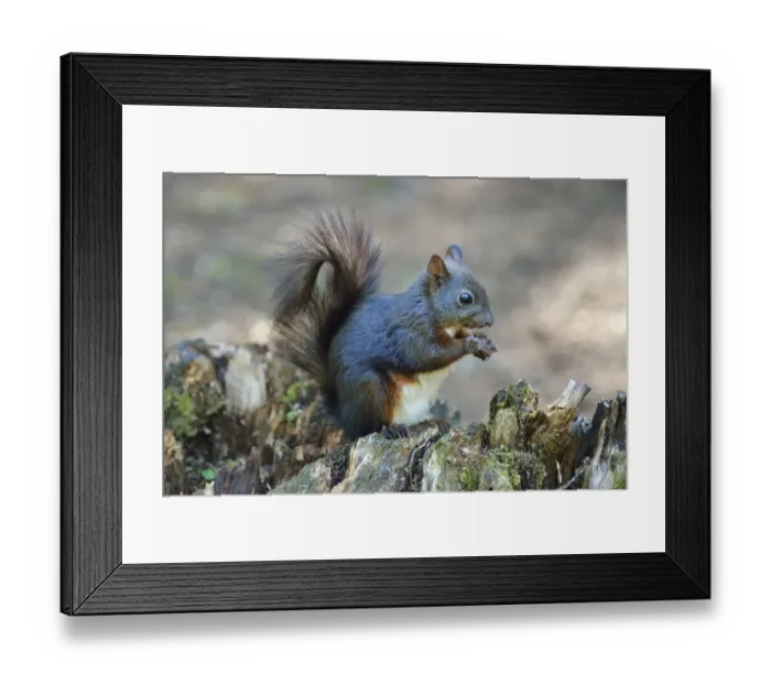 Framed Print : Red Squirrel -Sciurus vulgaris- feeding, Canton of Graubunden, Switzerland Framed Print : Red Squirrel -Sciurus vulgaris- feeding, Canton of Graubunden, Switzerland