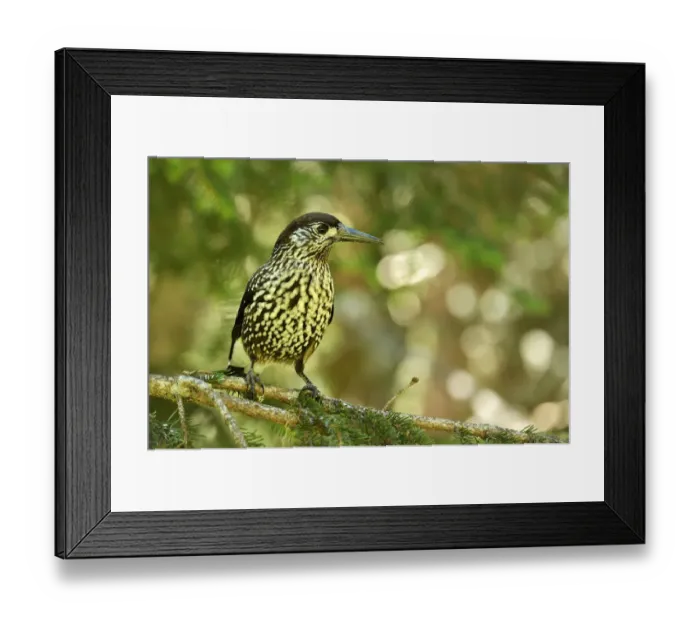 Framed Print : Nutcracker -Nucifraga caryocatactes-, Canton of Graubunden, Switzerland Framed Print : Nutcracker -Nucifraga caryocatactes-, Canton of Graubunden, Switzerland