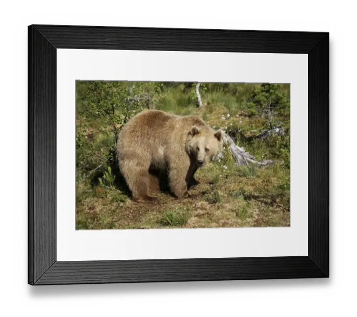 Framed Print : European brown bear -Ursus arctos- captive, Norway Framed Print : European brown bear -Ursus arctos- captive, Norway