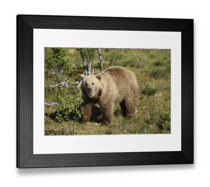 Framed Print : European brown bear -Ursus arctos- captive, Norway Framed Print : European brown bear -Ursus arctos- captive, Norway