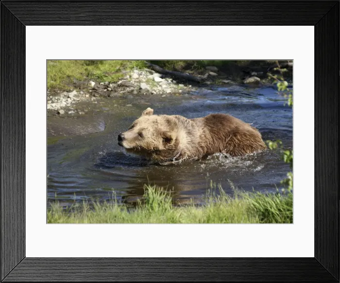 Framed Print : European brown bear -Ursus arctos- in water, captive, Norway Framed Print : European brown bear -Ursus arctos- in water, captive, Norway