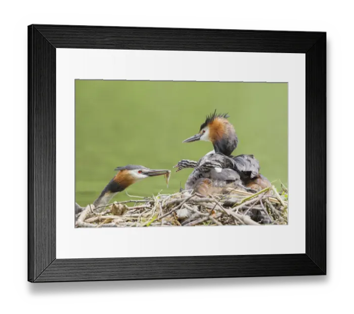Framed Print : Great Crested Grebe -Podiceps cristatus-, feeding a chick at the nest, North Hesse, Hesse, Germany Framed Print : Great Crested Grebe -Podiceps cristatus-, feeding a chick at the nest, North Hesse, Hesse, Germany