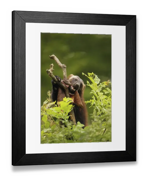 Framed Print : Wolverine -Gulo gulo- feeding on deerskin, captive, Norway Framed Print : Wolverine -Gulo gulo- feeding on deerskin, captive, Norway