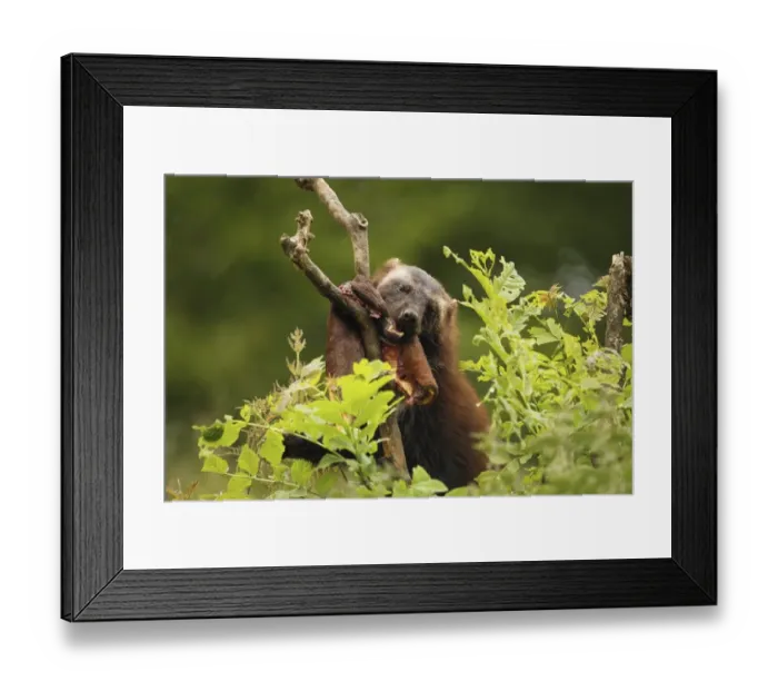 Framed Print : Wolverine -Gulo gulo- feeding on deerskin, captive, Norway Framed Print : Wolverine -Gulo gulo- feeding on deerskin, captive, Norway