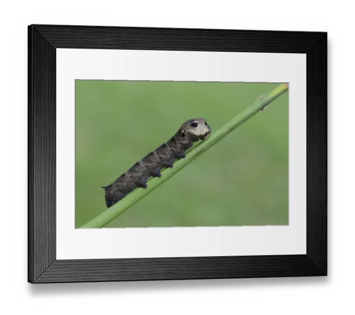 Framed Print : Caterpillar, Elephant Hawk-moth -Deilephila elpenor-, Emsland, Lower Saxony, Germany