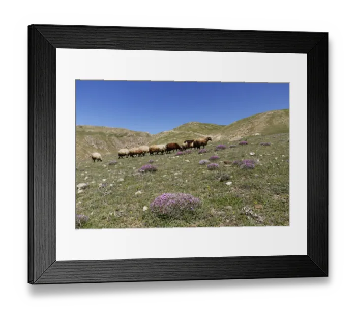 Framed Print : A flock of sheep on a mountain pasture in the Taurus Mountains, near Adilcevaz, Bitlis Province, Eastern Anatolia Region, Anatolia, Turkey Framed Print : A flock of sheep on a mountain pasture in the Taurus Mountains, near Adilcevaz, Bitlis Province, Eastern Anatolia Region, Anatolia, Turkey