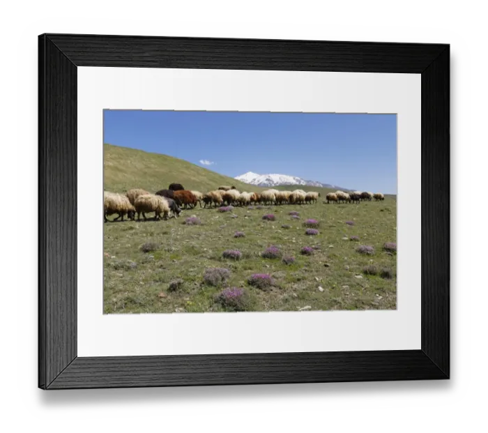 Framed Print : A flock of sheep on a mountain pasture in the Taurus Mountains, the volcano Mount Suphan or Suphan Dagi at the back, near Adilcevaz, Bitlis Province, Eastern Anatolia Region, Anatolia, Turkey Framed Print : A flock of sheep on a mountain pasture in the Taurus Mountains, the volcano Mount Suphan or Suphan Dagi at the back, near Adilcevaz, Bitlis Province, Eastern Anatolia Region, Anatolia, Turkey