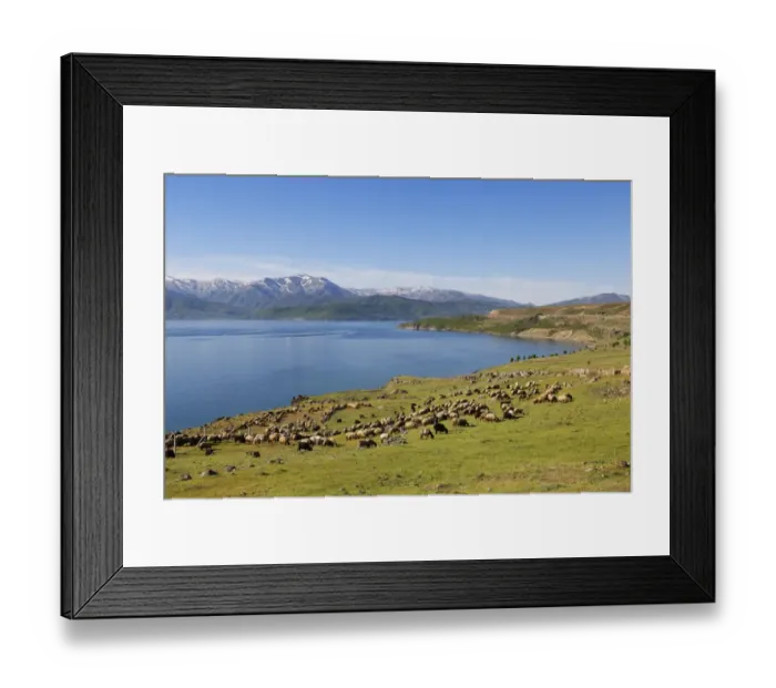 Framed Print : Flock of sheep at Lake Van or Van Golu near Tatvan, Bitlis Province, Eastern Anatolia Region, Anatolia, Turkey Framed Print : Flock of sheep at Lake Van or Van Golu near Tatvan, Bitlis Province, Eastern Anatolia Region, Anatolia, Turkey