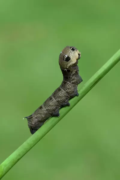 Caterpillar, Elephant Hawk-moth -Deilephila elpenor-, Emsland, Lower Saxony, Germany