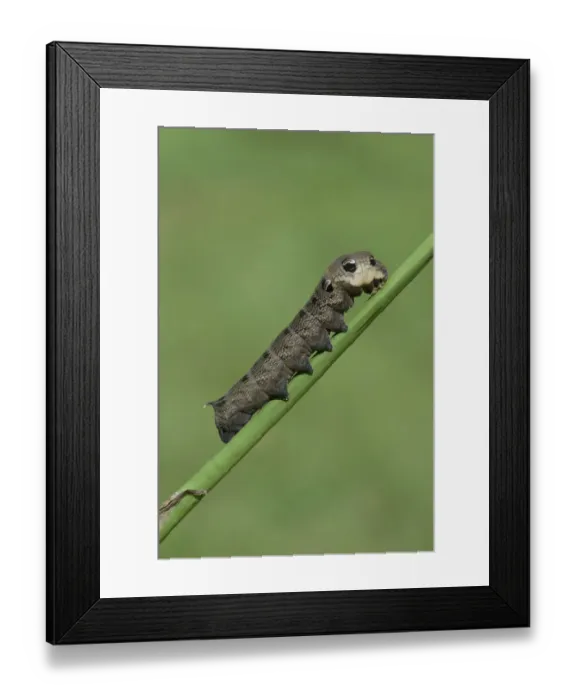 Framed Print : Caterpillar, Elephant Hawk-moth -Deilephila elpenor-, Emsland, Lower Saxony, Germany Framed Print : Caterpillar, Elephant Hawk-moth -Deilephila elpenor-, Emsland, Lower Saxony, Germany