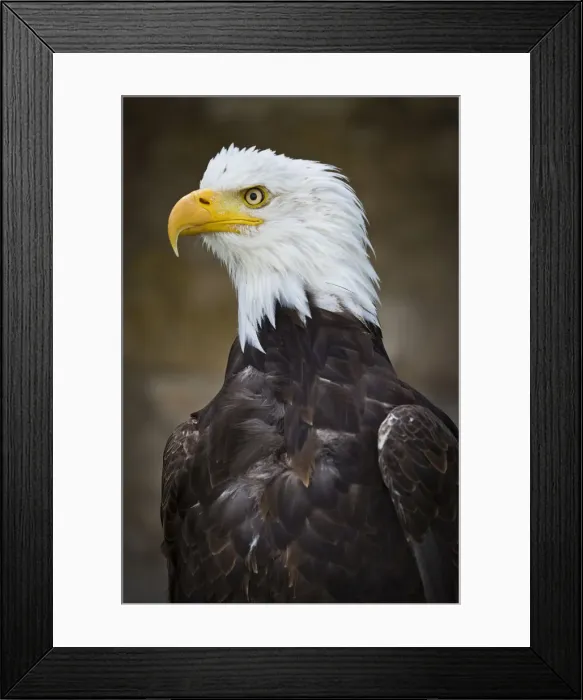 Framed Print : Bald Eagle -Haliaeetus leucocephalus-, captive, Bavaria, Germany Framed Print : Bald Eagle -Haliaeetus leucocephalus-, captive, Bavaria, Germany