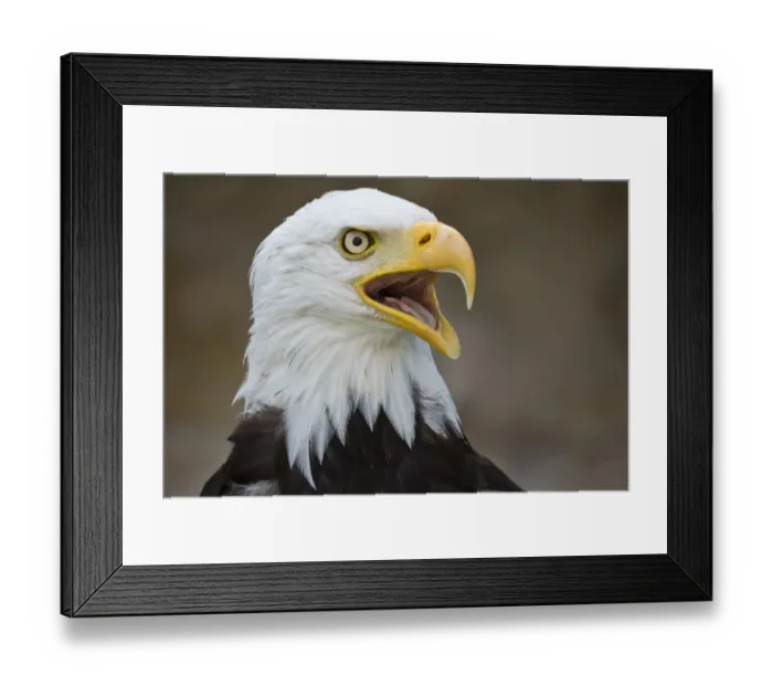 Framed Print : Bald Eagle -Haliaeetus leucocephalus-, captive, Bavaria, Germany