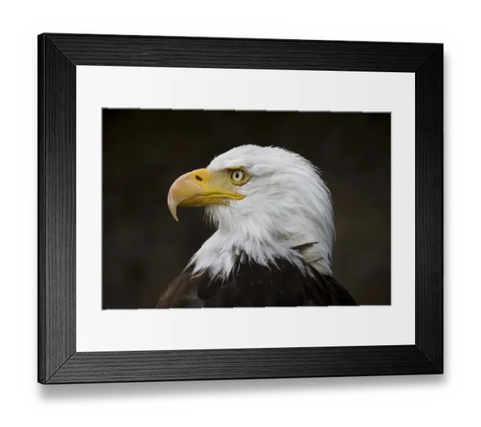 Framed Print : Bald Eagle -Haliaeetus leucocephalus-, captive, Bavaria, Germany Framed Print : Bald Eagle -Haliaeetus leucocephalus-, captive, Bavaria, Germany