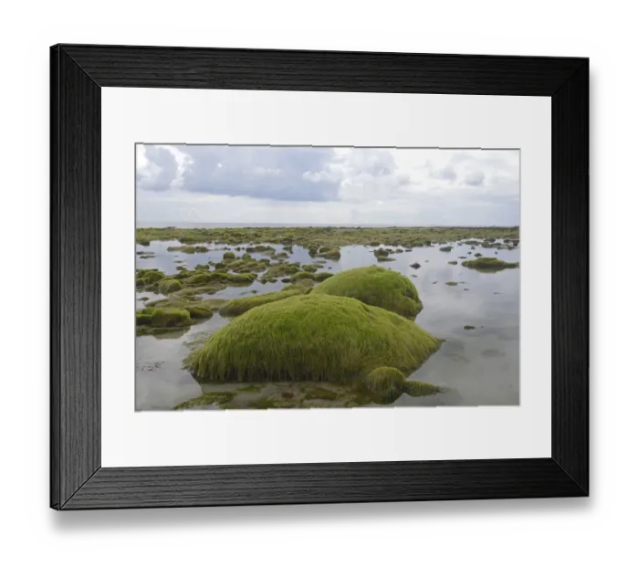 Framed Print : Rocks overgrown with algae in the intertidal mudflats, Department Cotes dArmor, Brittany, France Framed Print : Rocks overgrown with algae in the intertidal mudflats, Department Cotes dArmor, Brittany, France