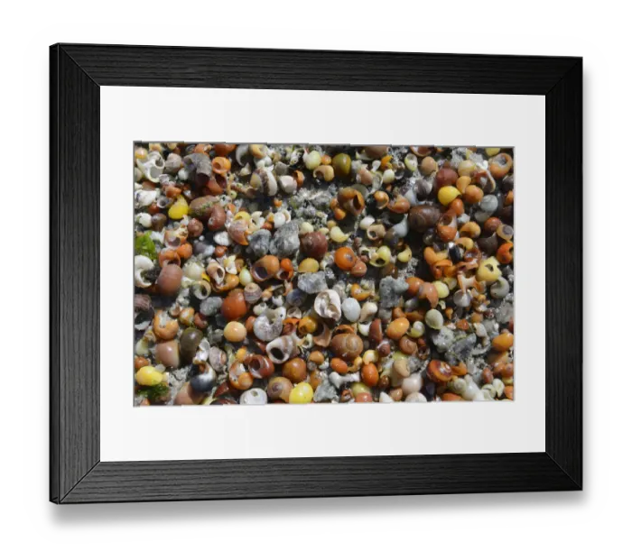 Framed Print : Shells of water snails on the beach, Departement Finistere, Brittany, France