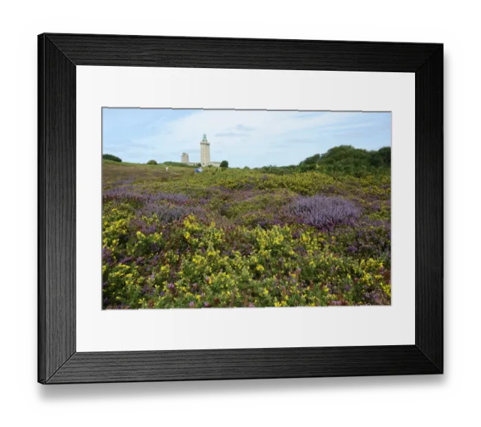Framed Print : Landscape with Bell Heather -Erica cinerea- and Common Gorse -Ulex europaeus- at Cap Frehel, Department Cotes-dArmor, Brittany, France
