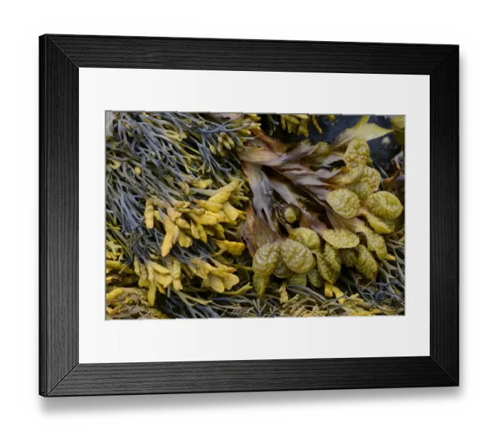 Framed Print : Spiral Wrack or Flat Wrack -Fucus spiralis- and Chanelled Wrack -Pelvetia canaliculata-, Departement Cotes-d?Armor, Brittany, France Framed Print : Spiral Wrack or Flat Wrack -Fucus spiralis- and Chanelled Wrack -Pelvetia canaliculata-, Departement Cotes-d?Armor, Brittany, France