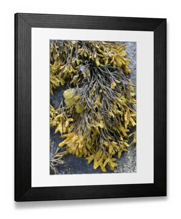 Framed Print : Spiral Wrack or Flat Wrack -Fucus spiralis- and Chanelled Wrack -Pelvetia canaliculata-, Departement Cotes-d?Armor, Brittany, France