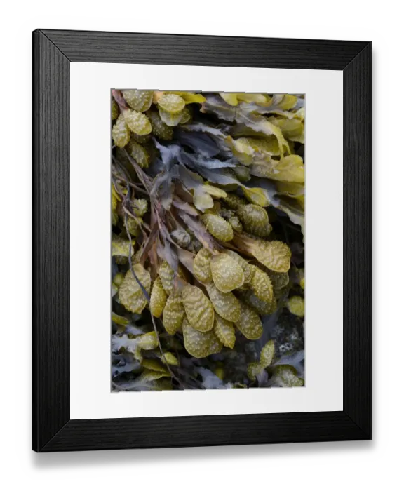 Framed Print : Spiral Wrack or Flat Wrack -Fucus spiralis-, Departement Cotes-d?Armor, Brittany, France Framed Print : Spiral Wrack or Flat Wrack -Fucus spiralis-, Departement Cotes-d?Armor, Brittany, France