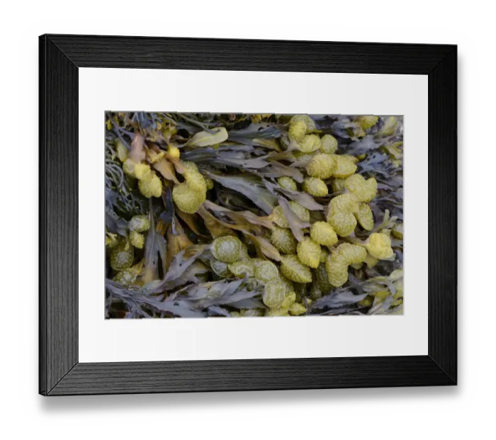 Framed Print : Spiral Wrack or Flat Wrack -Fucus spiralis-, Departement Cotes-d?Armor, Brittany, France