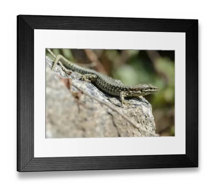Framed Print : Common Wall Lizard -Podarcis muralis-, Departement Cotes-d?Armor, Brittany, France Framed Print : Common Wall Lizard -Podarcis muralis-, Departement Cotes-d?Armor, Brittany, France