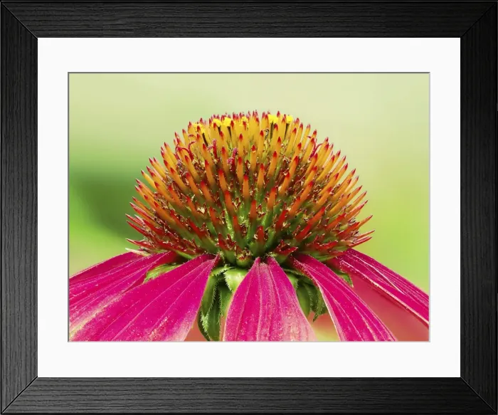 Framed Print : Eastern Purple Coneflower -Echinacea purpurea-, closeup of the blossom Framed Print : Eastern Purple Coneflower -Echinacea purpurea-, closeup of the blossom