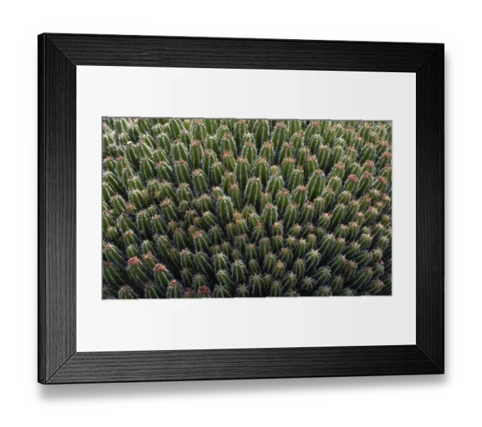 Framed Print : Milkweed variety -Euphorbia echinus-, Morocco
