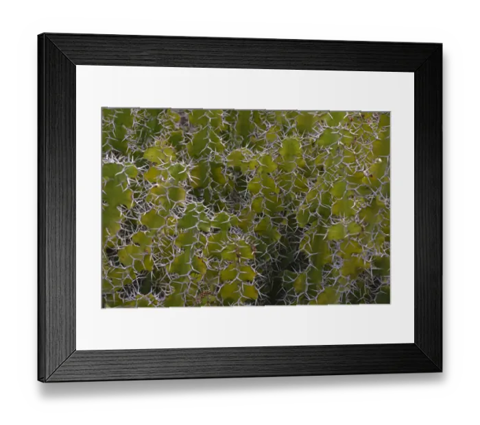 Framed Print : Cows Horn -Euphorbia grandicornis-, East Africa Framed Print : Cows Horn -Euphorbia grandicornis-, East Africa