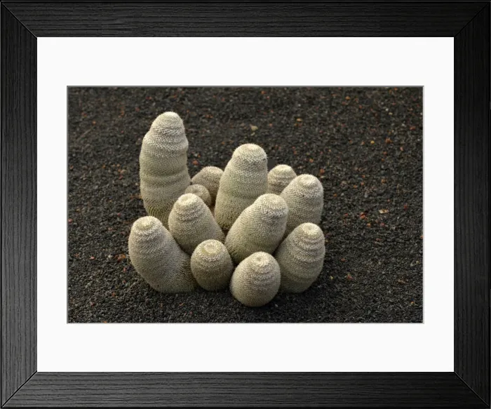 Framed Print : Cactus Mammillaria haageana -Mammillaria Haageana-, Mexico Framed Print : Cactus Mammillaria haageana -Mammillaria Haageana-, Mexico