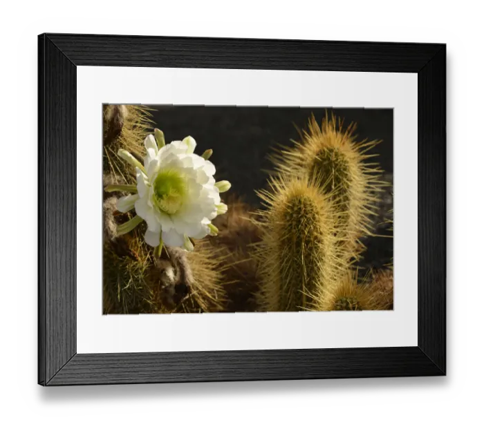 Framed Print : Midnight Lady cactus -Harrisia pomanensis-, flower in the morning sun, Paraguay Framed Print : Midnight Lady cactus -Harrisia pomanensis-, flower in the morning sun, Paraguay