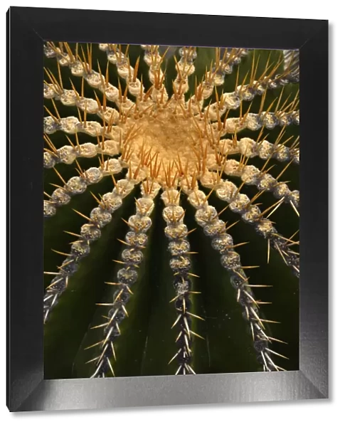 Golden Barrel Cactus -Echinocactus grusonii-, Spain