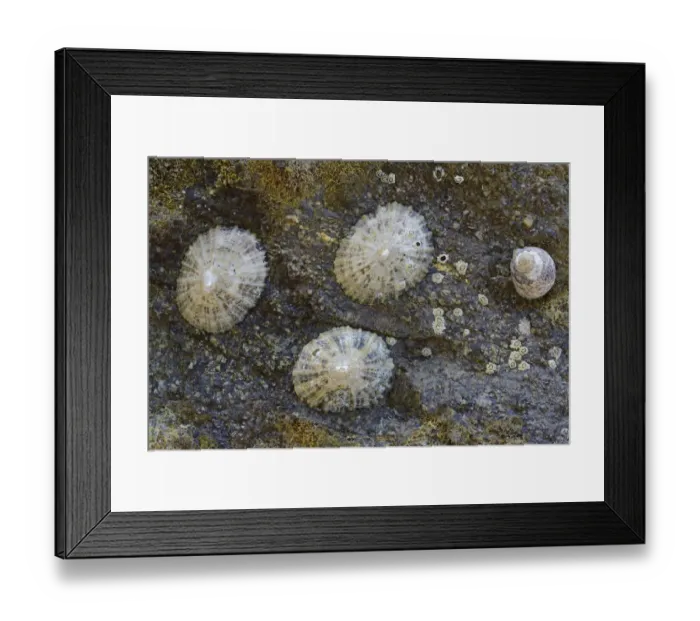 Framed Print : Common Limpets -Patella vulgata-, Department Cotes-dArmor, Brittany, France Framed Print : Common Limpets -Patella vulgata-, Department Cotes-dArmor, Brittany, France
